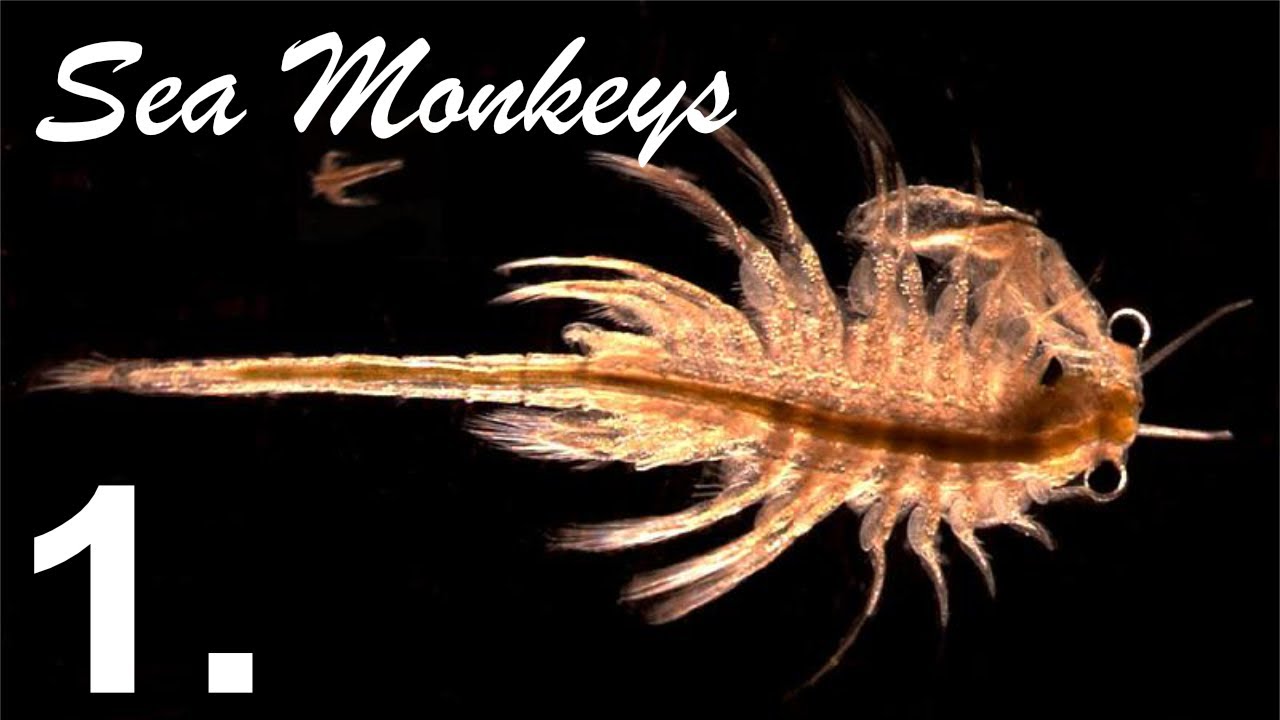 Zakladanie chovu - Žiabronôžky (Fairy shrimp) - 1.