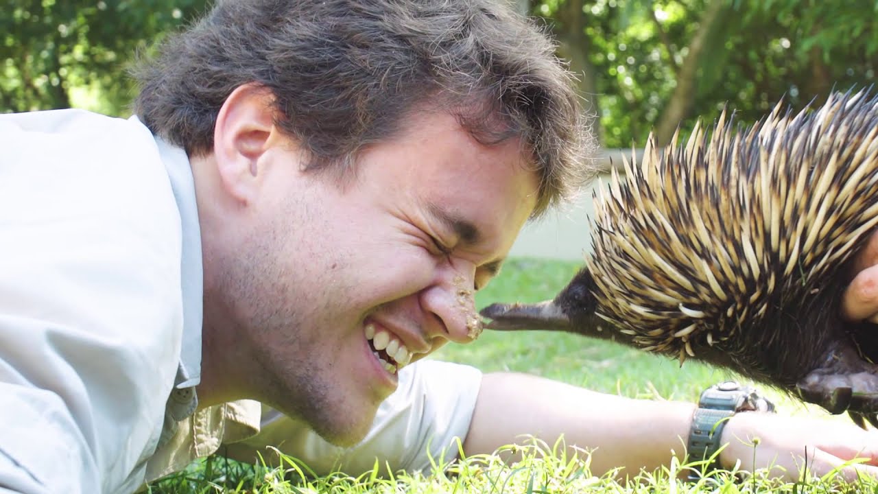 Bindi & Chandler Cook for Our Gorgeous Echidnas