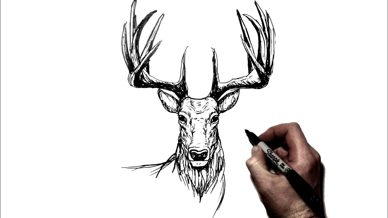 How To Draw a Deer {Stag} | Step by Step