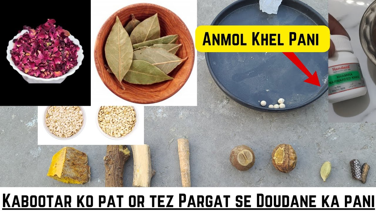 Anmol Khel Pani 🔥|| Kabootar Ko Pat or Tez Pargat Se Doudane Ka Khel ||@pigeonscarefactory5328