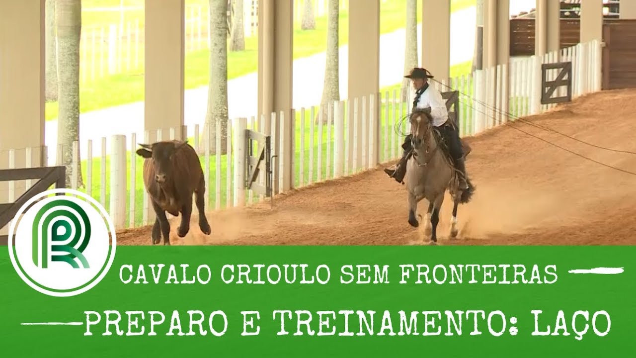 Provas de laço: saiba tudo o que é preciso na preparação do cavalo