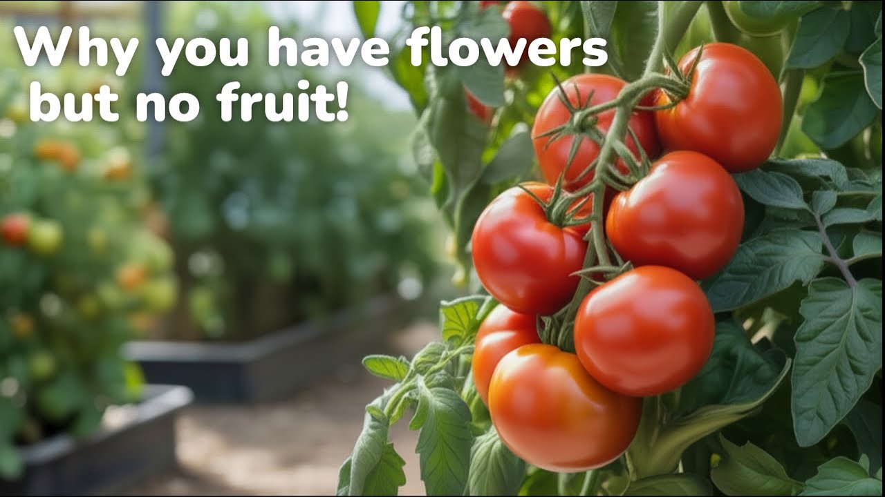 Why Your Tomato Plants Are Full of Flowers but No Fruit!