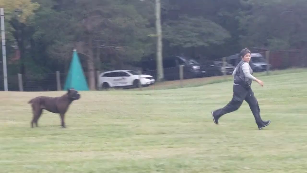 Vendetta obedience practice for IGP. 10/5/22.     Ivy League Kennel cane corso training