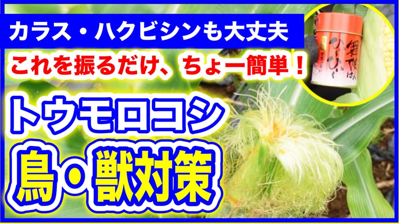 【トウモロコシ】カラス、ハクビシン、これで心配なし！！　～みどりふぉLABO そばの庭～