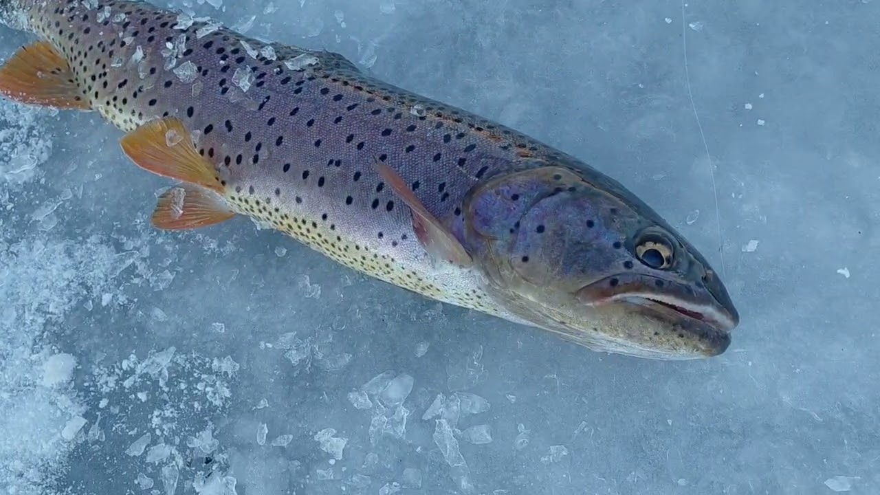 Beautiful Bonneville cutthroat trout