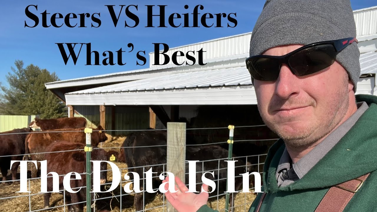 Steers Vs. Heifers, What is better to raise for beef?