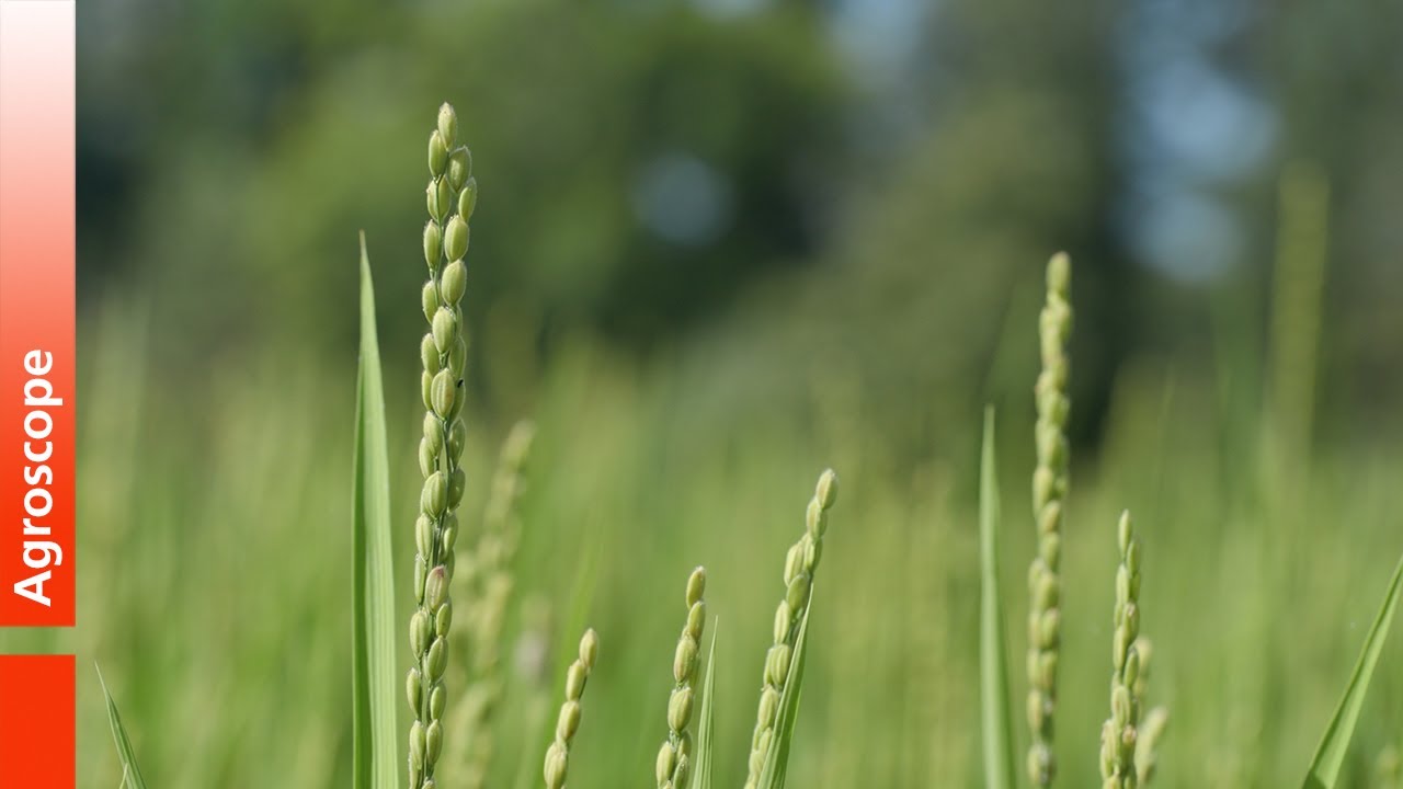 Erste Erfahrungen der Nassreis-Pioniere