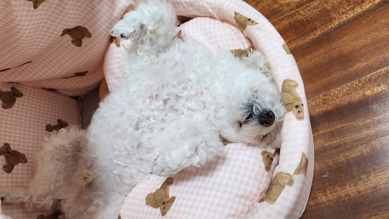 잠자는 집속의 강아지 (진짜 잠만 잠..)