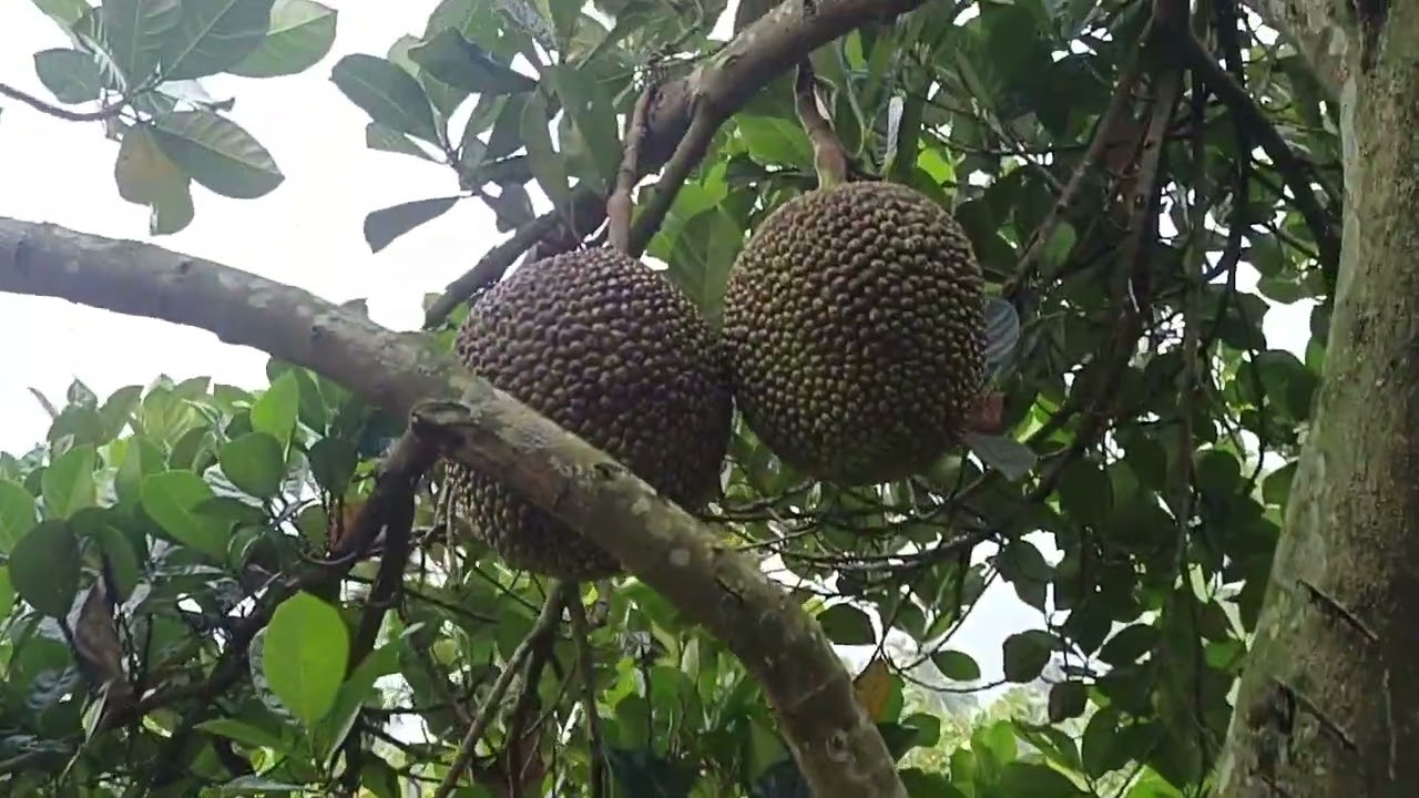 D jual kebun plus kolam ikan kandang kambing pohon duren ada rumah tingal nya juga pohon jambu DLL