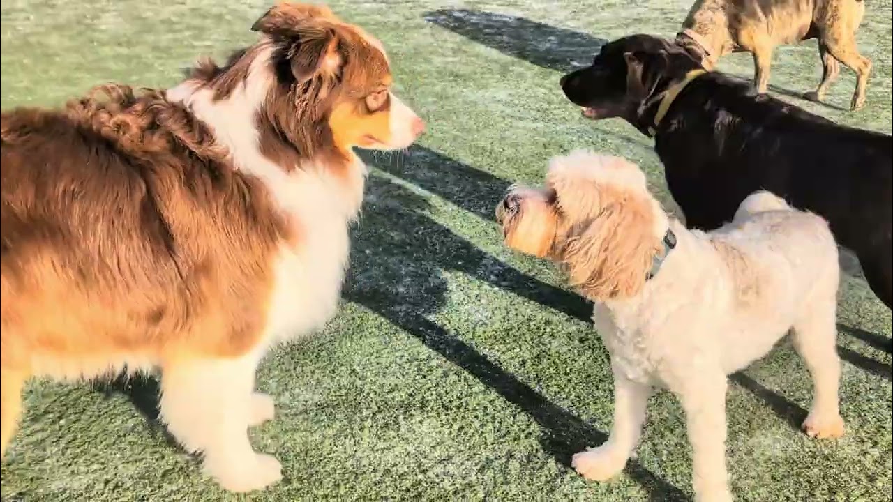 Magical puppy play in the snow at Jollytails!