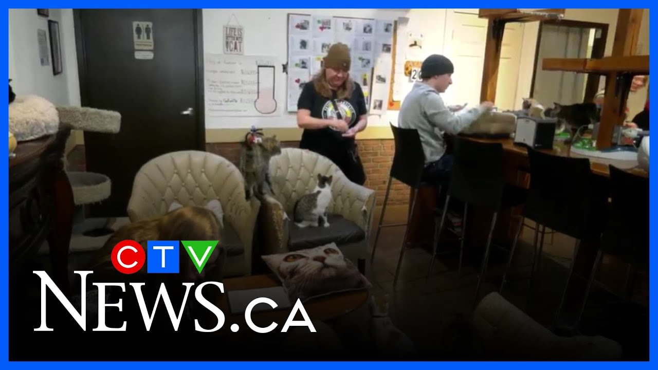 Saskatoon cat caf&eacute; seeks move after repeated vandalism