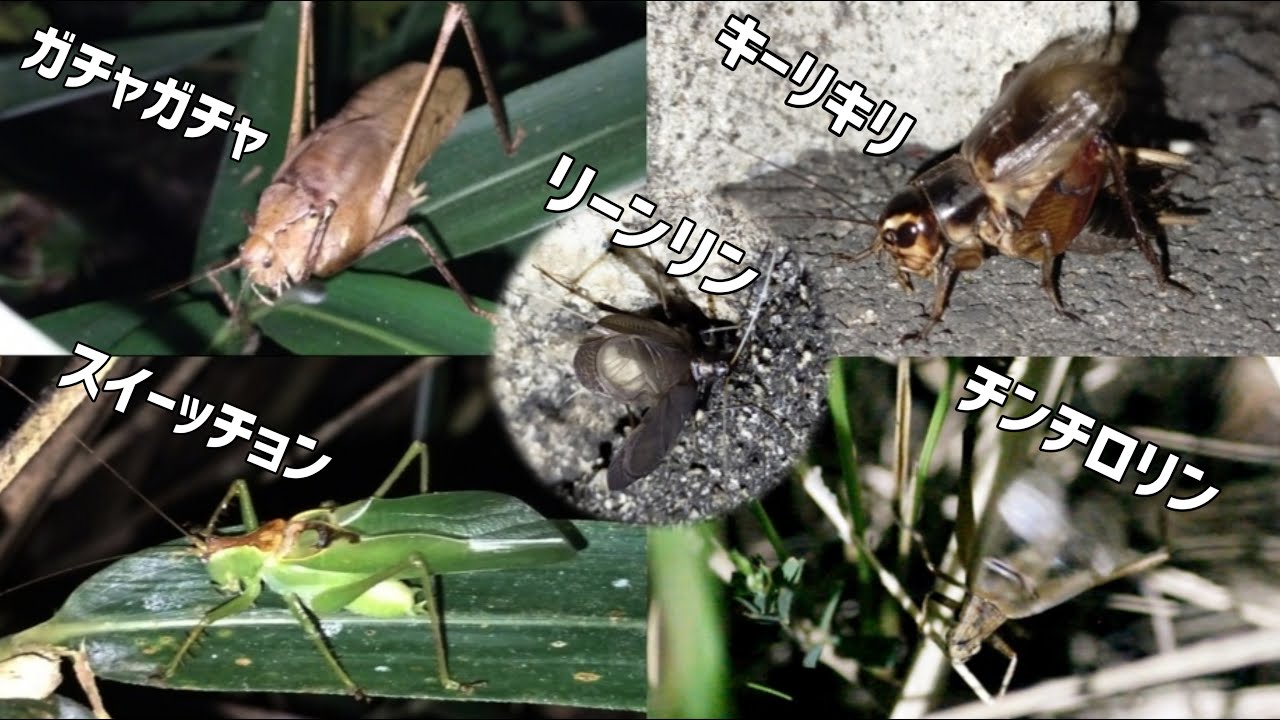 童謡（唱歌）「むしのこえ」に登場する鳴く虫５種類！Five Orthopterid Characters of Mushi no Koe (Japanese Children's Song)!!