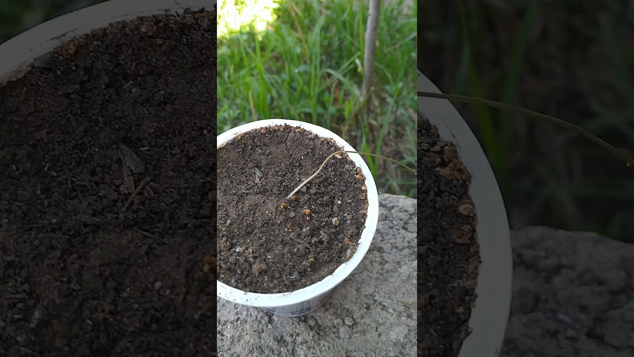 სატაცურის გამრავლება ნაწილი 2