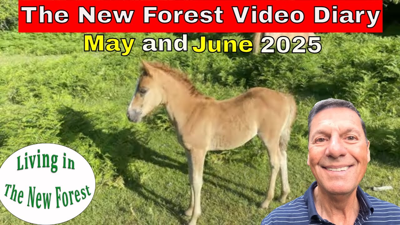 The New Forest Video Diary May June 2025 #newforest