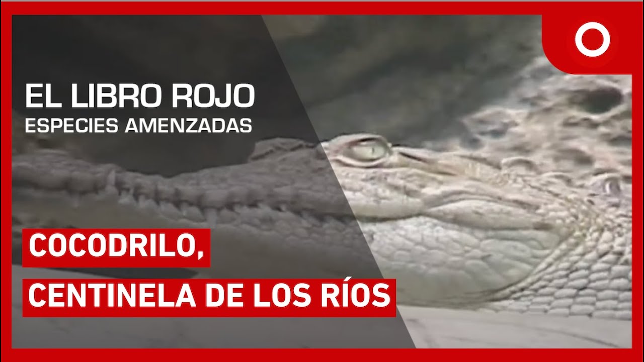 El libro rojo, Especies amenazadas - Cocodrilo, centinela de los ríos