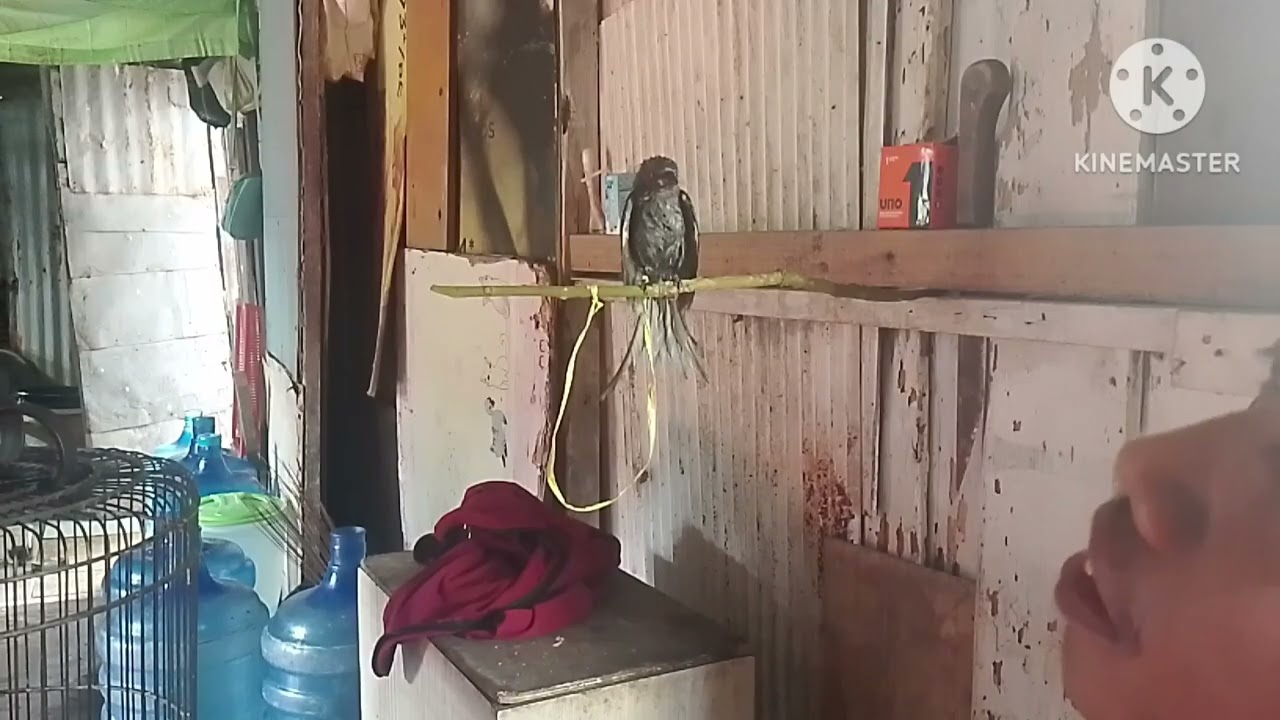 1000% ampuh burung langsung jinak