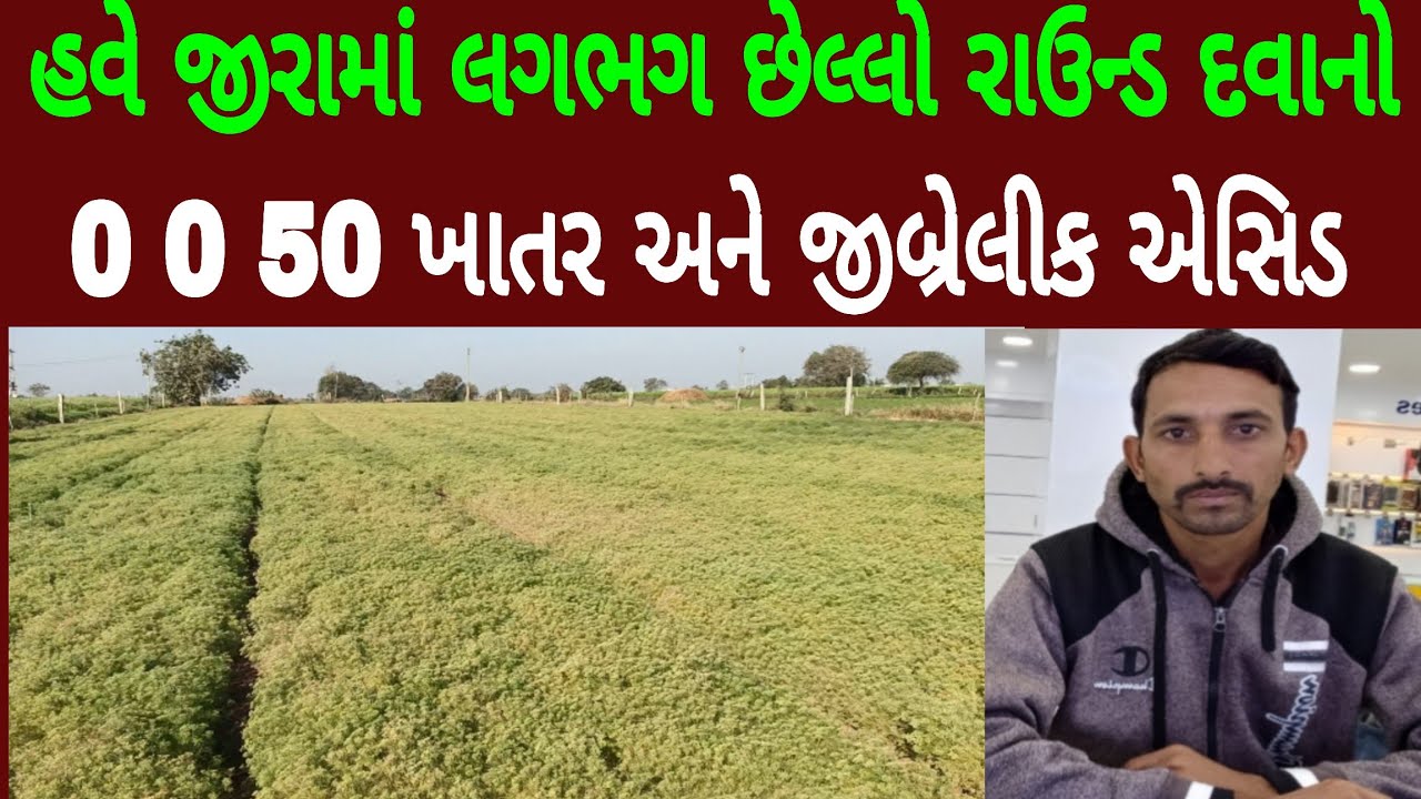 જીરામાં દવાનો છેલો રાઉન્ડ, 0 0 50 ખાતર અને જીબ્રેલીક એસિડ, જીરામાં દવાનો છેલો રાઉન્ડ કયો માર્યો
