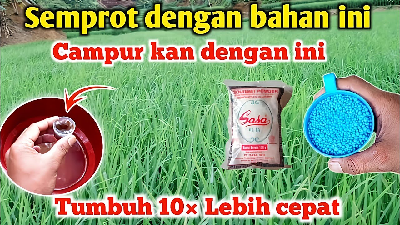 Ternyata ini yg membuat tanaman tumbuh subur lebih cepat pupuk npk