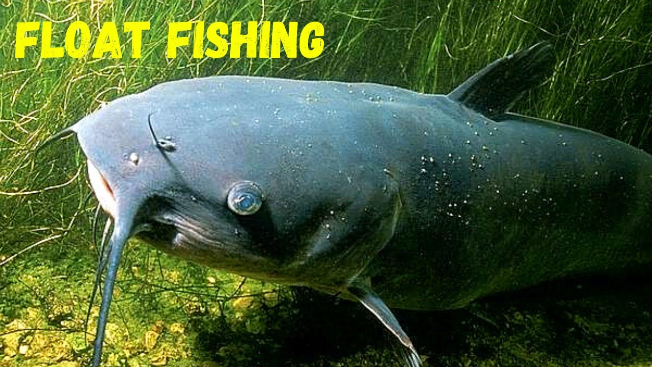 Lake Fishing for Catfish using DIY Floats