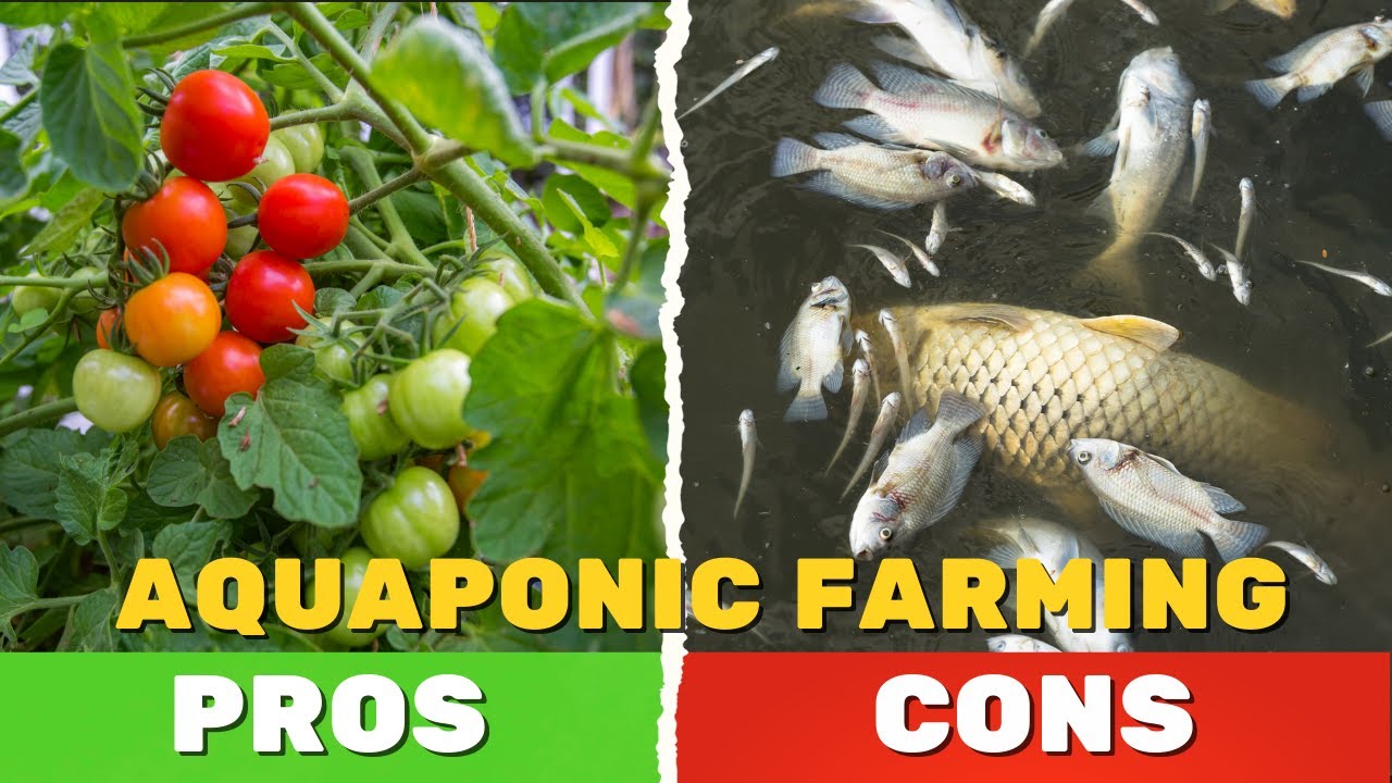 Top 3 Pros and Cons of Building an Aquaponic Farm in the Philippines!