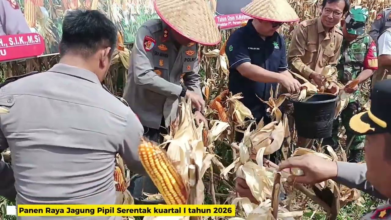 Panen Raya Jagung Pipil Kuartal pertama P.T PAS Polres Indragiri Hulu 