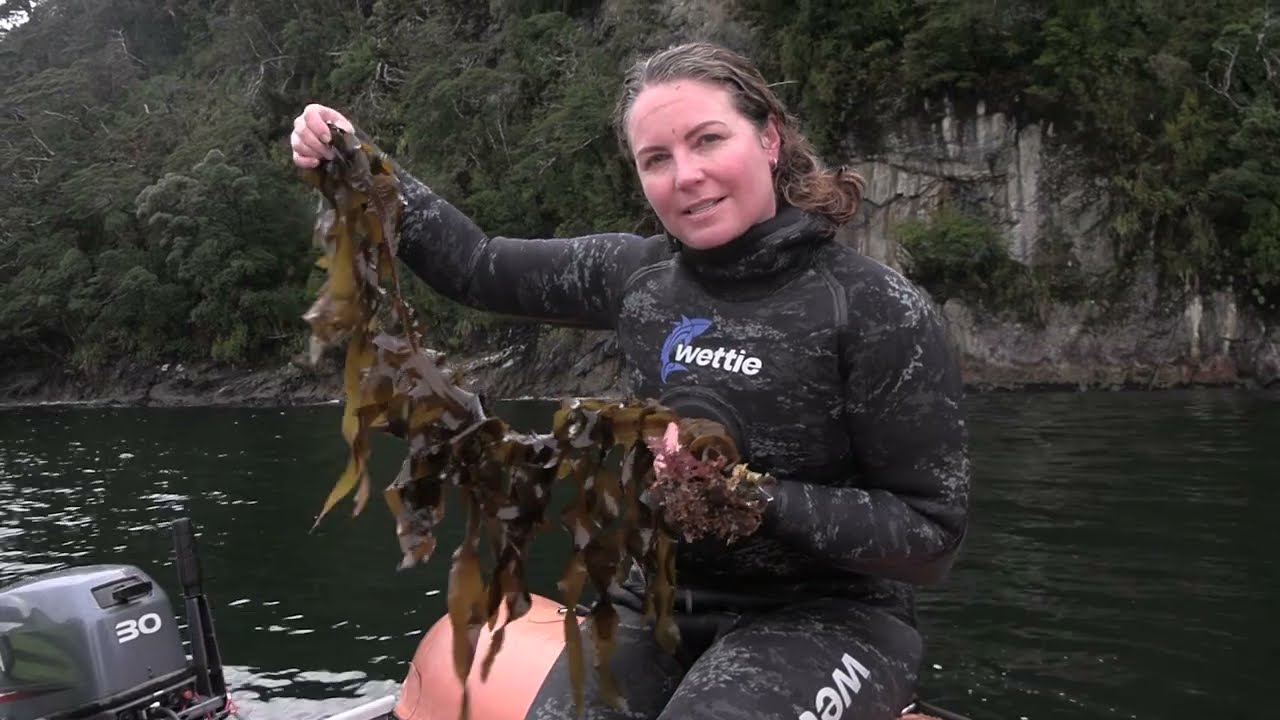 Removing undaria from Tamatea