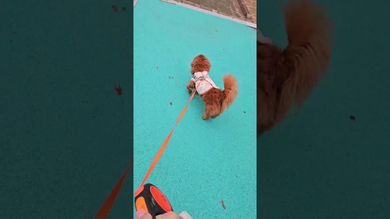 별이 공원에 산책 