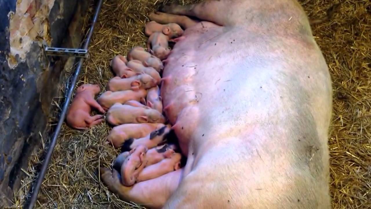 Suggan Wera på Almviks 4H-gård har fött 20 griskultingar