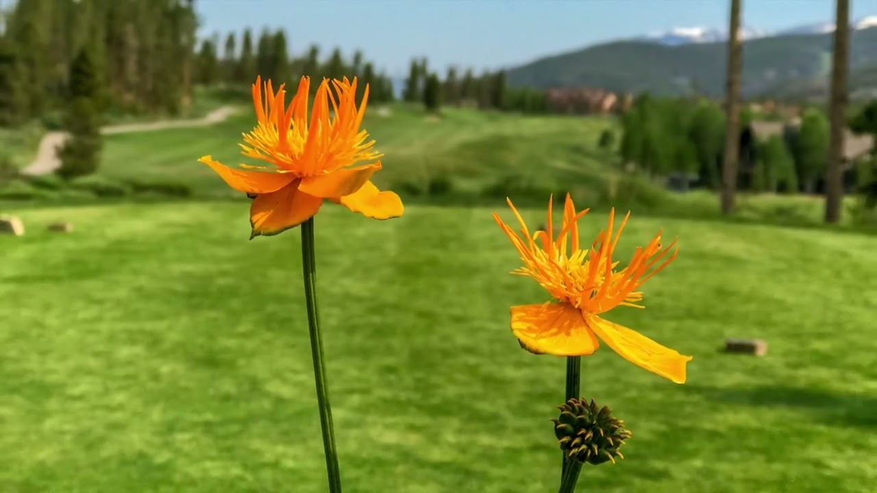 Breckenridge Golf Course Experience