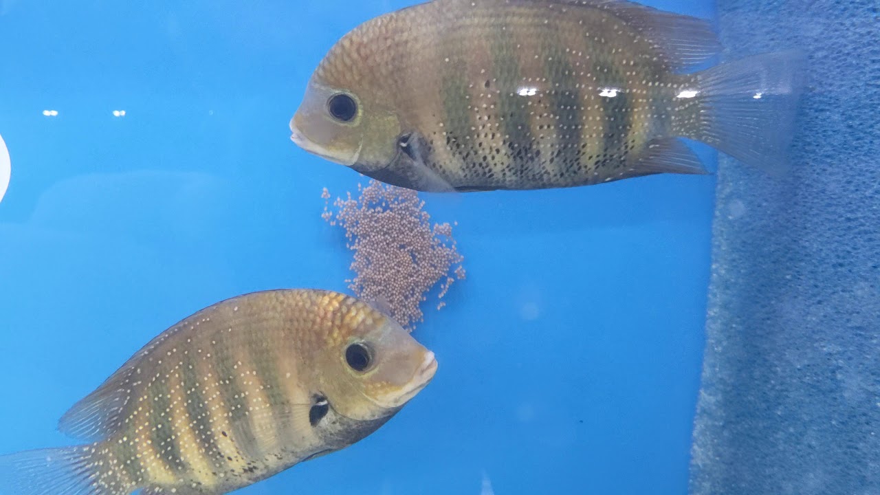 Green Chromide (Etroplus suratensis) Protecting a Spawn