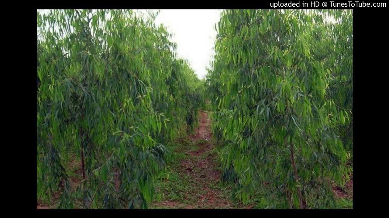 CHALLENGES IN GROWING EUCALYPTUS TREES - PART A
