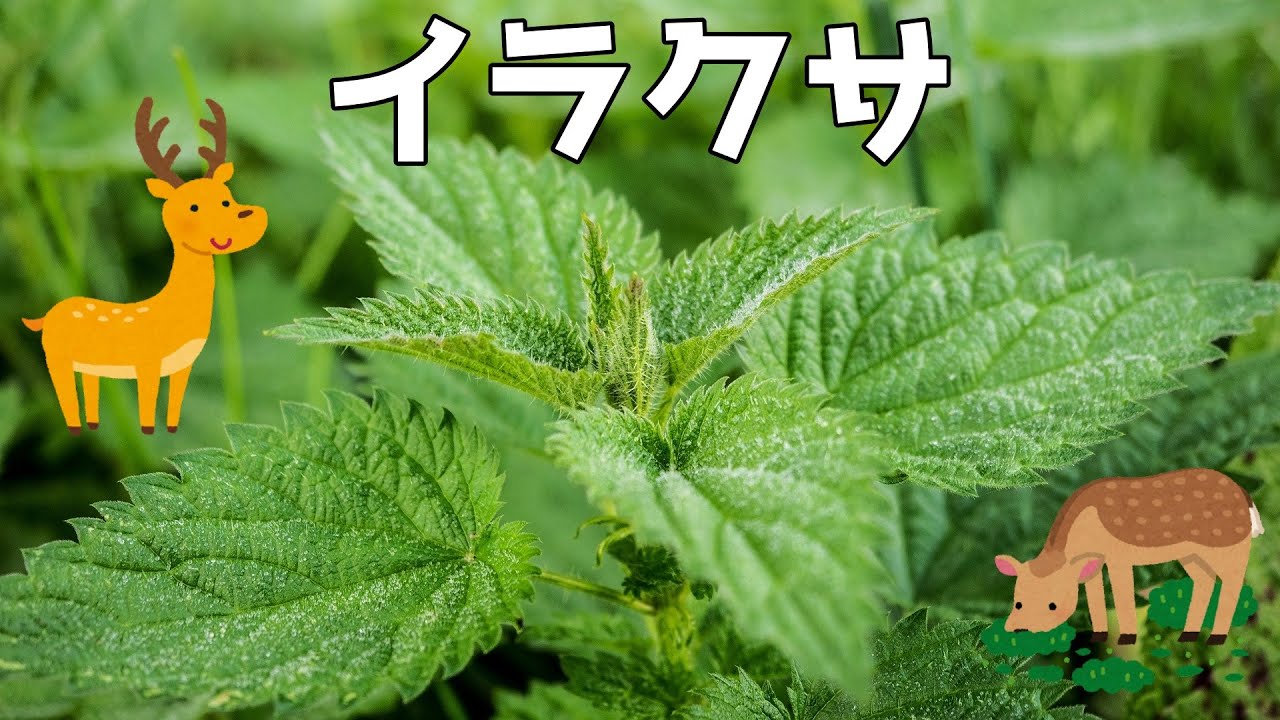 鹿と戦い1200年、不屈の『イラクサ』を解説【植物】【ゆっくり解説】