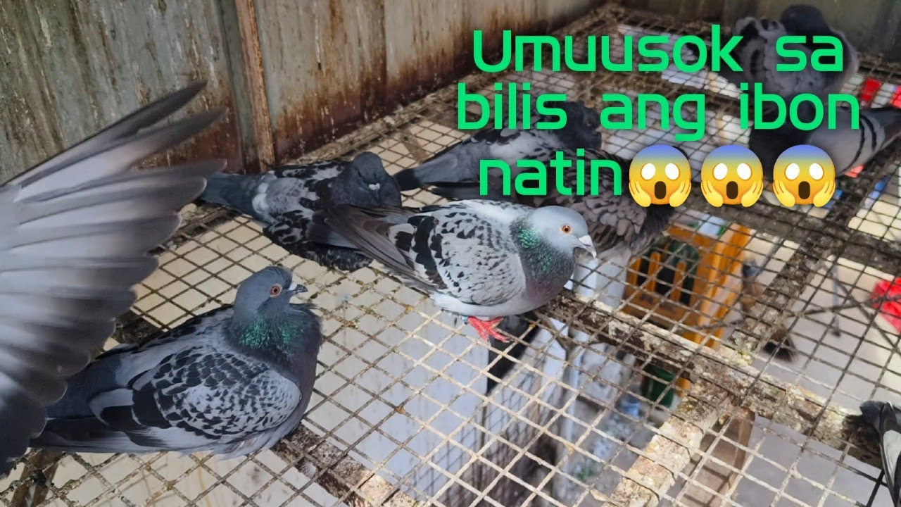 Umuusok sa bilis ang ibon natin😱😱😱