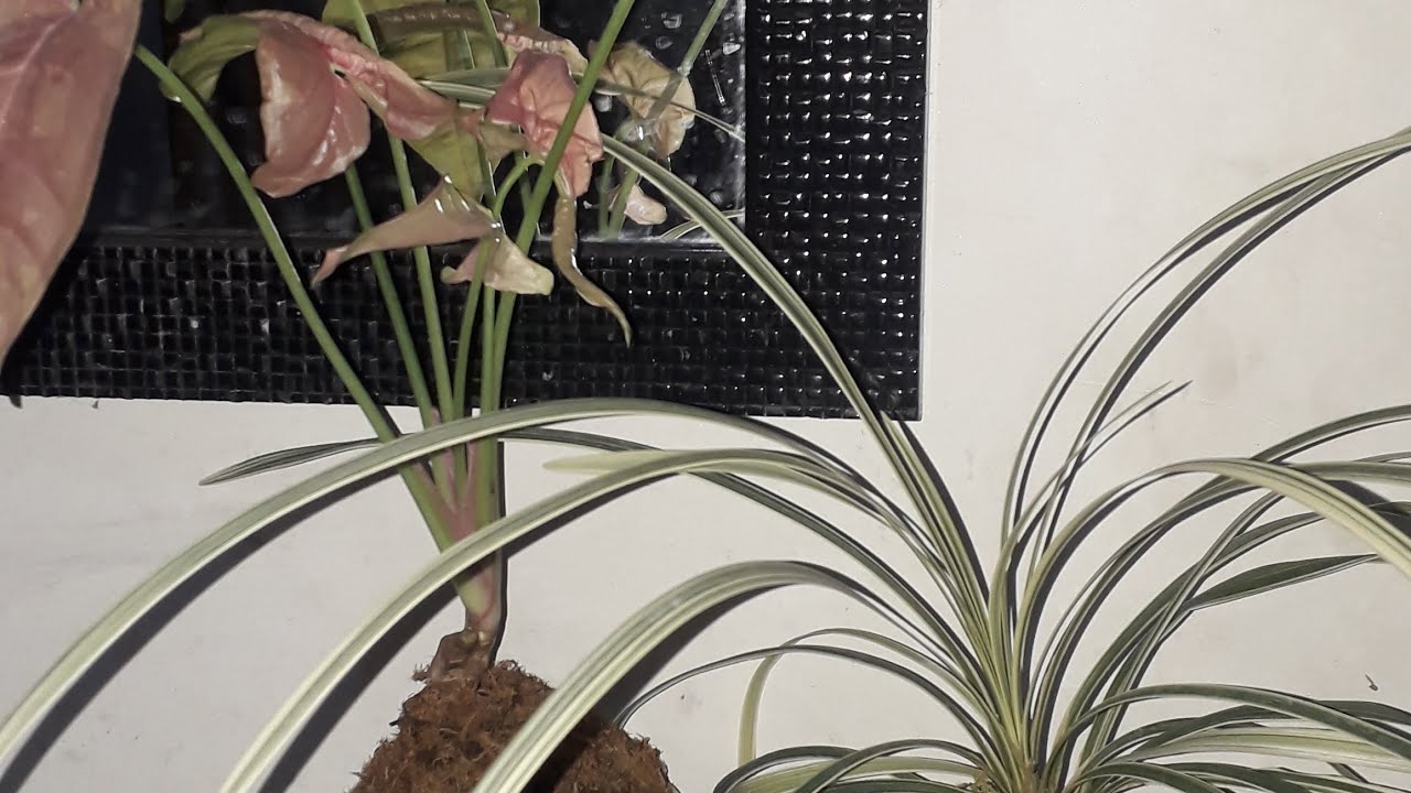 Interior decoration by Kokadema type planting#koyalplants 🥰💖💖🙏🙏