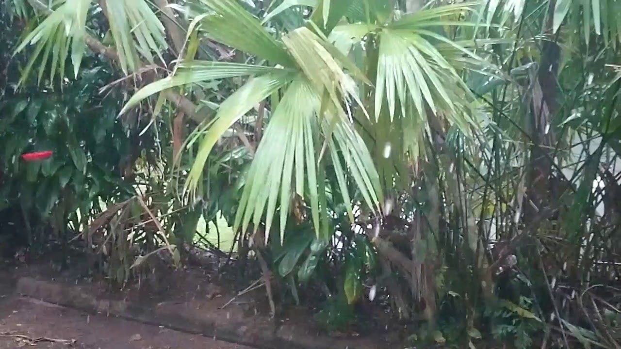 First rain of the rainy season at dinalab
