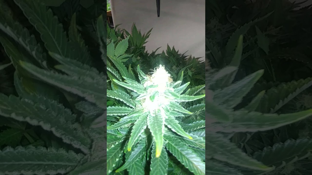 Sour Diesel 15 gallon hydro.