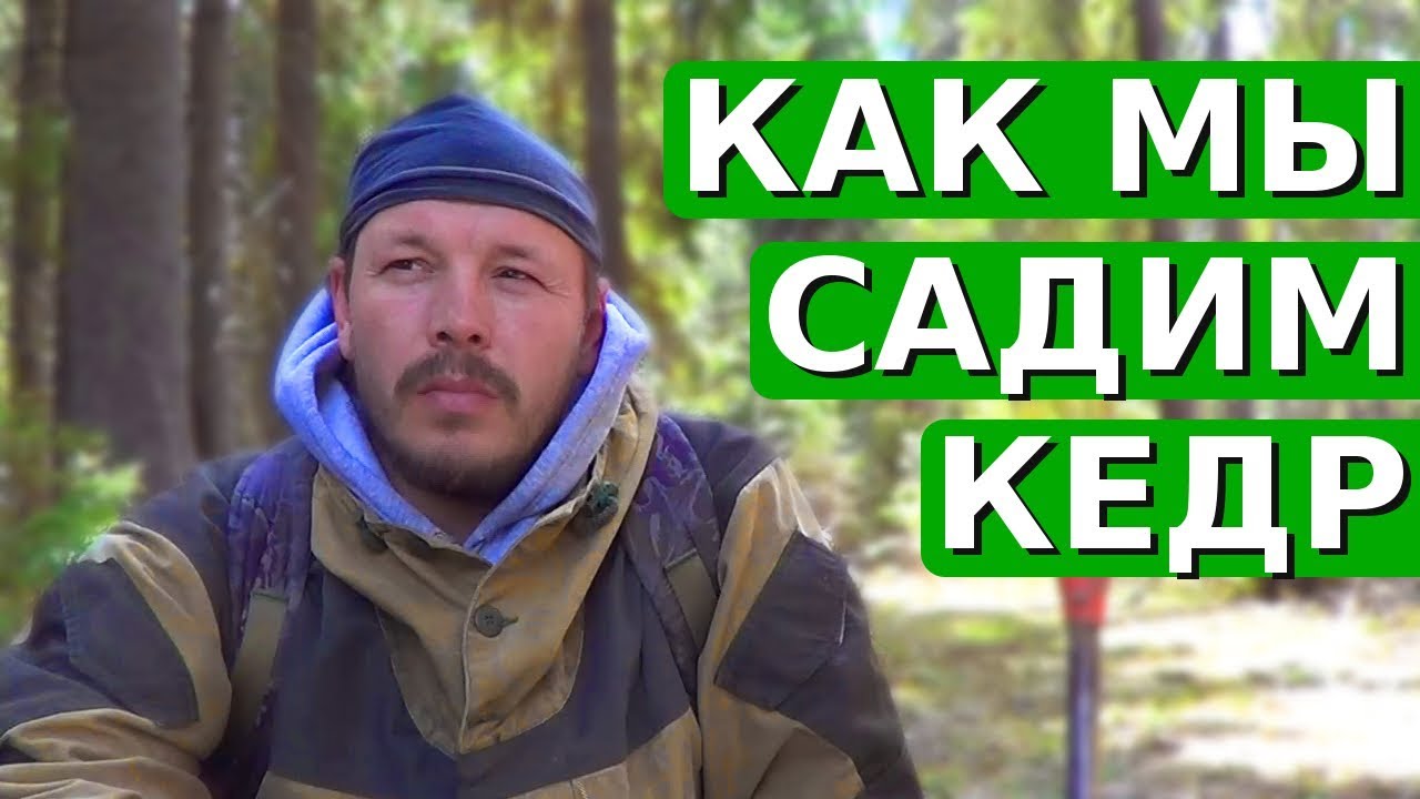 Как мы садим кедры (Александр Сизьмин, РС-Медиа, 2017)