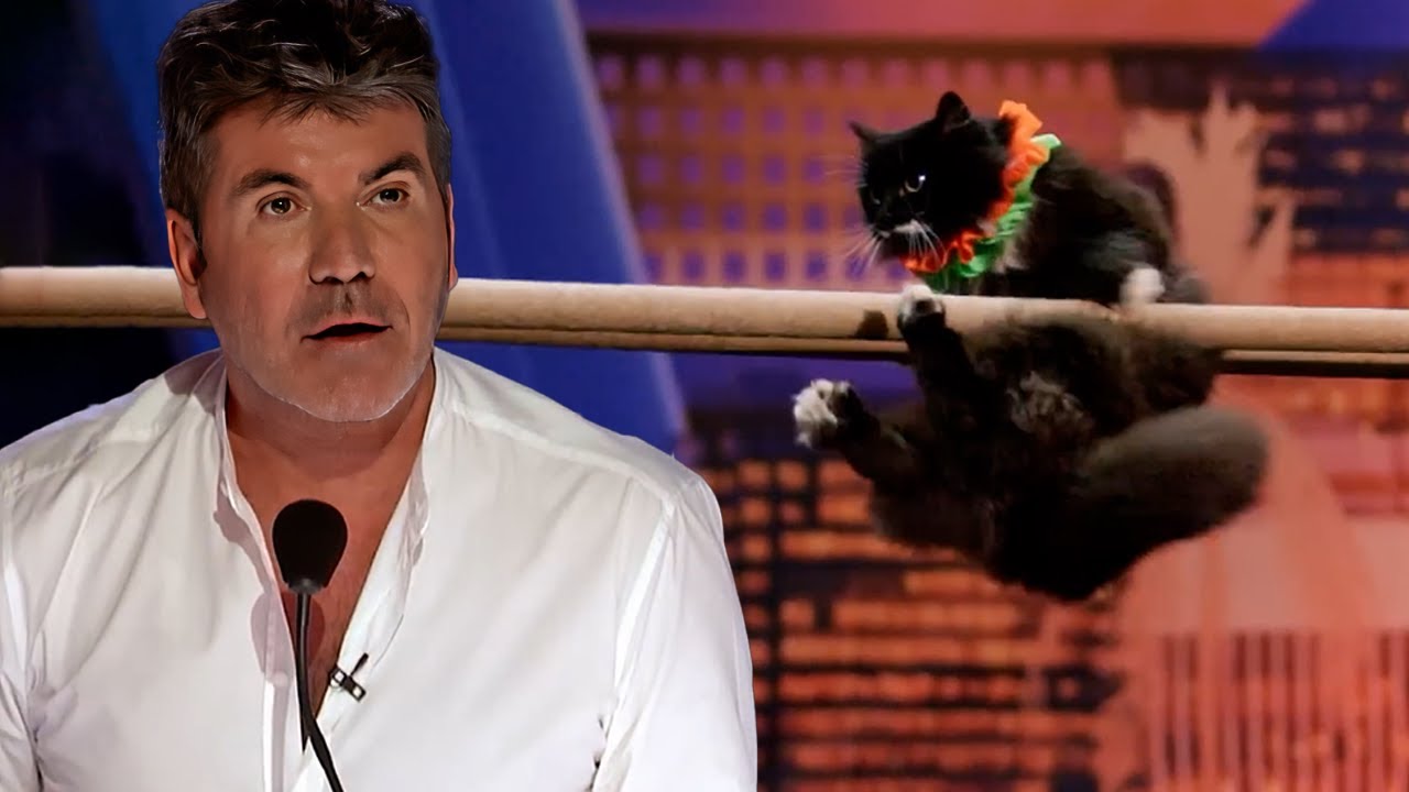 SUPER Trained Cats SURPRISE Everyone! | America's Got Talent
