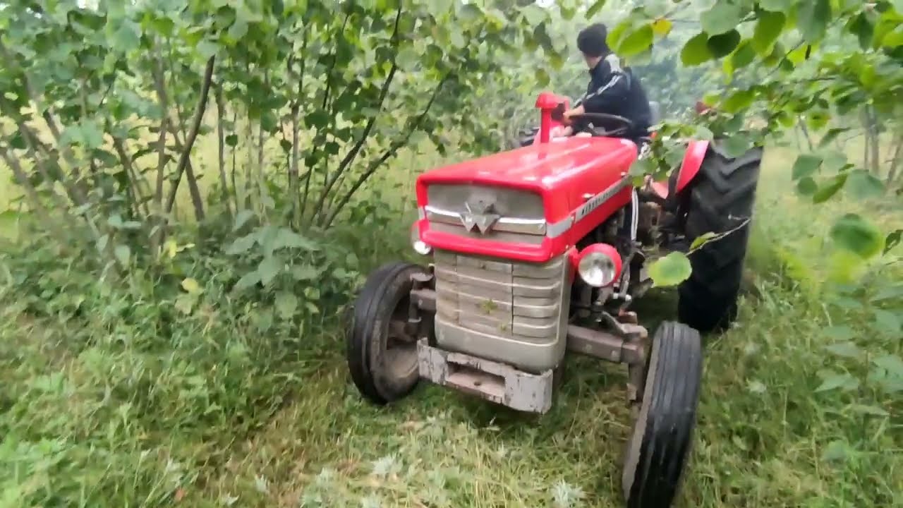 Tamburlu Biçme Makinası ve Massey Ferguson 135 (EMEKTAR) Eşliğinde Fındık Arası Ot Biçimi