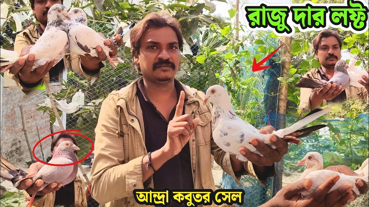 রাজু দার লফ্ট | আন্দ্রা কবুতর সেল | PIGEON LOFT OF RAJU BHAI FROM TALDI 