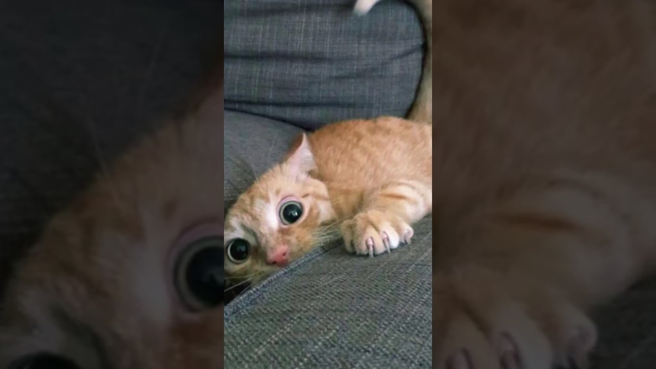 Why Cats Get Zoomies