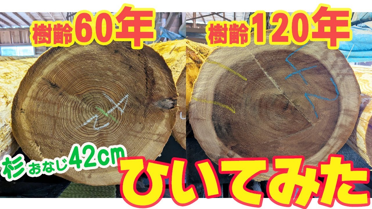 おなじ42cmの杉　樹齢60年と120年　ひいてみた！