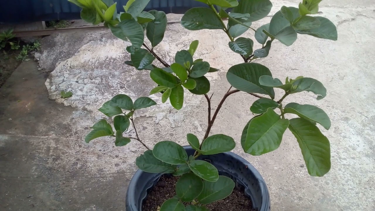 JAMBU SUKUN MERAH