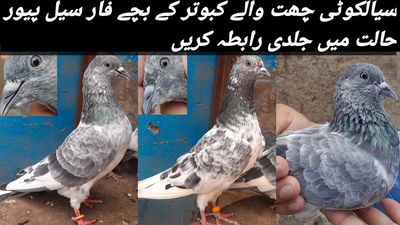 سیالکوٹی سلور چھت والے کبوتروں کے بچے فار سیل