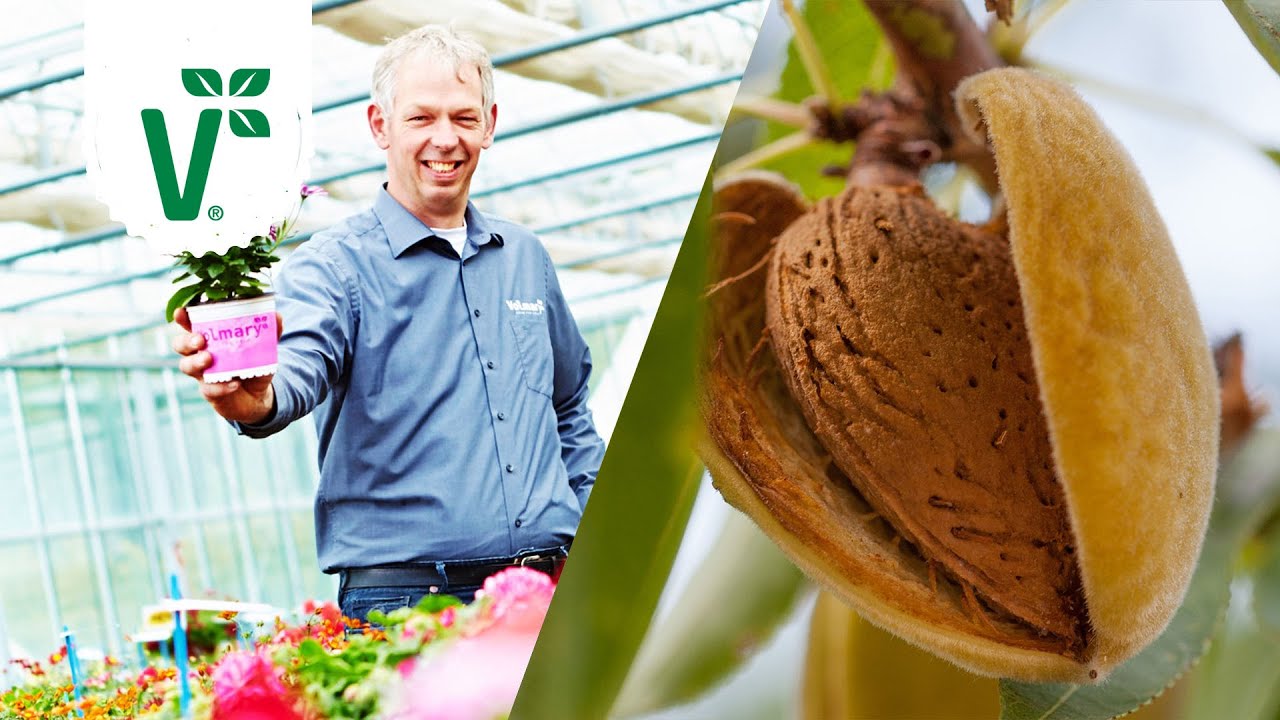 Braucht ein Mandelbaum Dünger? - Volkers Gartenwissen