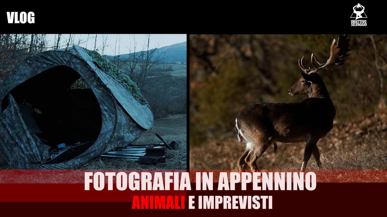 FOTOGRAFIA IN APPENNINO - VLOG Pt 2 - Animali e imprevisti
