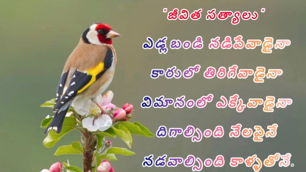 ఎడ్ల బండి నడిపే వాడైనా కారులో తిరిగే వాడైనా...? జీవిత సత్యాలు, life quotes in Telugu