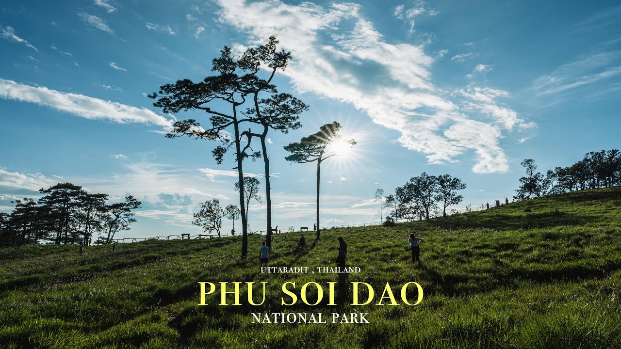 ภูสอยดาว -  ไปคนเดียว เที่ยวลานสนภูสอยดาวในวันที่ฟ้าเปิด ทะเลหมอก ทางช้างเผือก ลานสนและดอกหงอนนาค