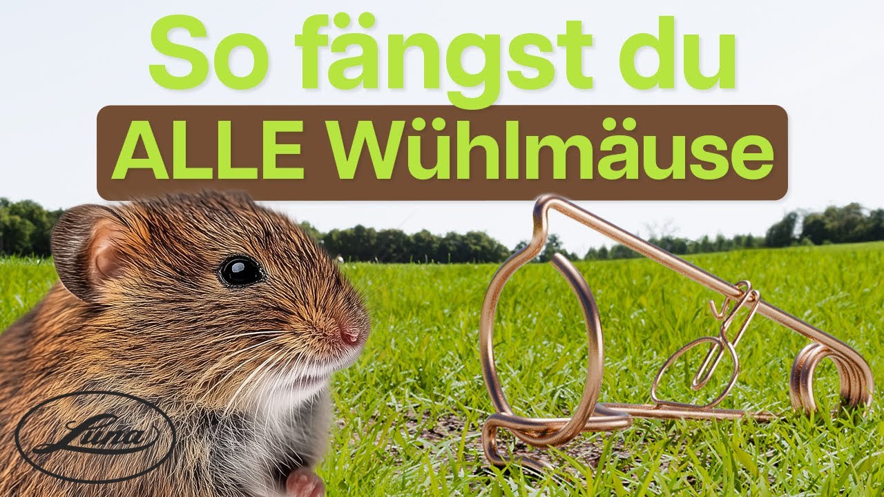 Bayrische Wühlmausfalle RICHTIG einsetzen! (Schritt-für-Schritt)