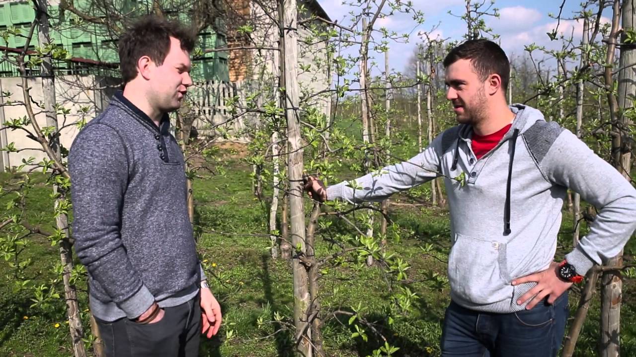 Znowu o wapniu cz 2. Gorzka plamistość jabłek. Skup jabłek.